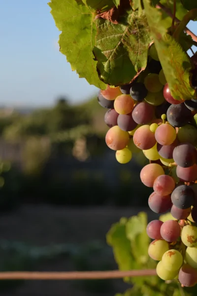racimo-uvas-vid